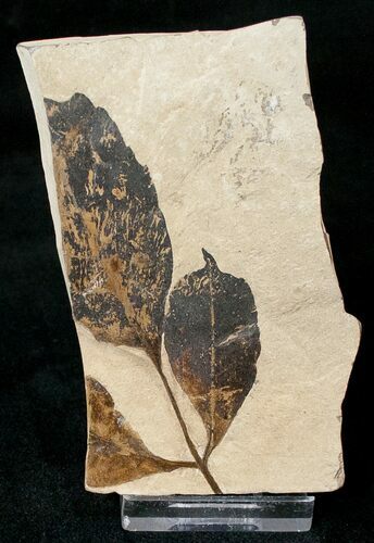 Unidentified Fossil Leaf - Green River Formation #16814